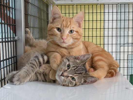 two kitties ready to be adopted
